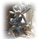 소박한 뜰 이미지