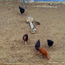 신광목장 이미지