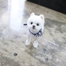 봄가을 애견미용 이미지