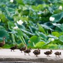 오리나들이 이미지