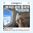 31140-9-86-10 | 캘거리 공항 반려견 화장실 위치부터 웨스트젯 WS86편, 기내동반 거부썰까지