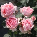 이터널 (Eternal) 이미지