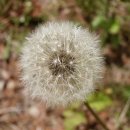 꽃민들레 이미지