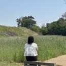 천북4 | 보령 가볼 만한 곳, 천북 청보리밭 (25.05.12) 방문 후기