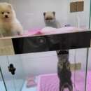 워킹퍼피 이미지