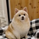 몽숲 이미지