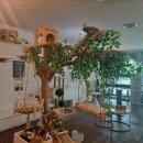 명품고양이카페 이미지