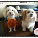 깨롱이 이미지