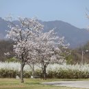 봄 꽃소식 이미지