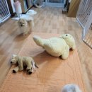 공항 가까운 전원주택 펫시터 이미지