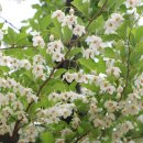 이야기,꽃 이미지