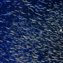 벳푸여행 우미타마고수족관 바다사자 바다표범의 재롱구경 수달 먹이주기