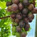 자옥농장 이미지