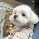 그루밍 아뜰리에 이미지