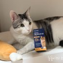 포캣 네이버블로그