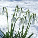 스노우드롭 이미지