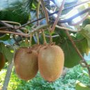 참다래집 이미지