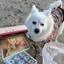 델루와 이미지