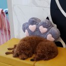 리리 펫살롱 이미지