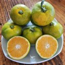 서귀포 유라향, 황금향 판매합니다. 이미지