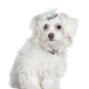 닥터멍동물병원 이미지