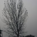 소야 솔밭 이미지