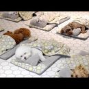 개린이 유치원 이미지