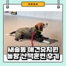 중앙유치원 | 새솔동 애견유치원 놀랑에서 산책교육 받고 완전 감동한 후기