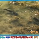 20211102 파주 직천저수지/직천낚시터 자연지 붕어/잉어 먹이습성/먹이활동 가족끼리 활동하며 먹이활동 합니다. 이미지