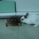 토끼와거북이 이미지