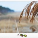 도내흑염소 이미지