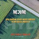 청룡동-6 | 평택 청룡동에 위치한 짜장면 짬뽕맛집 복가복 중국집 방문후기