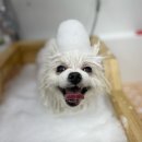 몽가펫 | 경산애견미용은 몽가펫!!