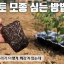 토마토 심는 시기 꽃 피는 시기 수확시기 방울토마토 화분 재배 이미지