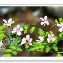 &#34;오래 보아야 사랑스럽다&#34; 이미지