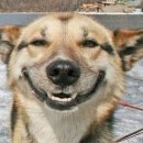 웃개 Daum카페