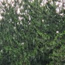 次韻洌水久雨傷稼一 (차운열수구우상가 1) - 淞翁 (송옹)