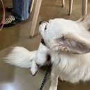 THE힘찬동물병원