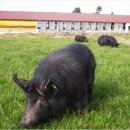 돈토랑흑돼지 이미지