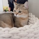 고양이 수염 이미지