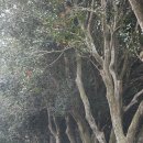 신흥동백나무군락 이미지