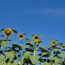 백암초등학교 이미지