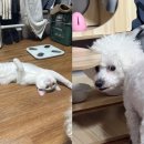 천하태평 이미지