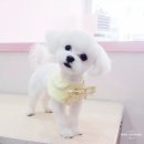 마미펫살롱 이미지