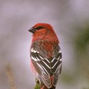 【솔양진이'(Pine Grosbeak)】 「참새목 되새과에 속하는 조류.」 이미지