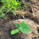 청평꼬꼬닭갈비 이미지