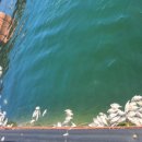 싱싱오징어 이미지