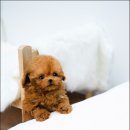 스타일독앤캣강아지고양이경기광주점