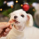 까까멍펫푸드 이미지