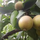 나무와돌펜션 이미지